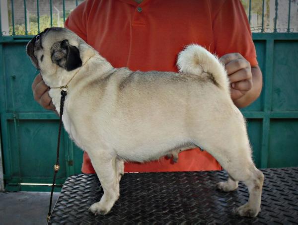 VERGARO'S MARVEL BABILONIA | Pug 