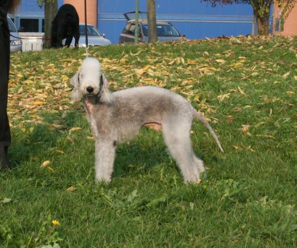 Granlasco Nemo Ch | Bedlington Terrier 