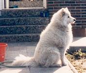 Mjaerumhögda's Amanda | Samoyed 