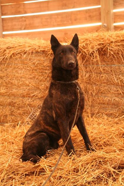 Ajax Von Christel's Neerland | Dutch Shepherd 