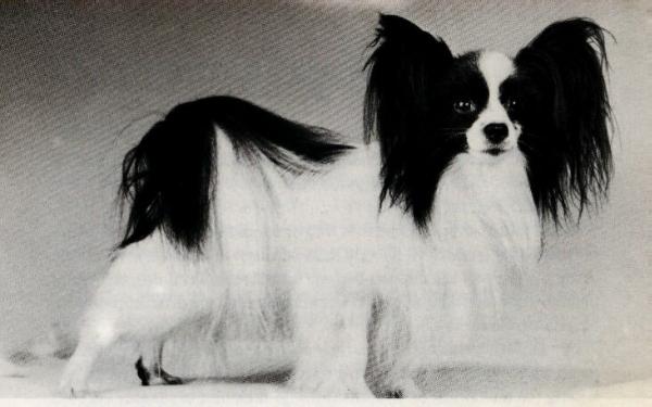 Daneview Jester At Ringlands | Papillon 