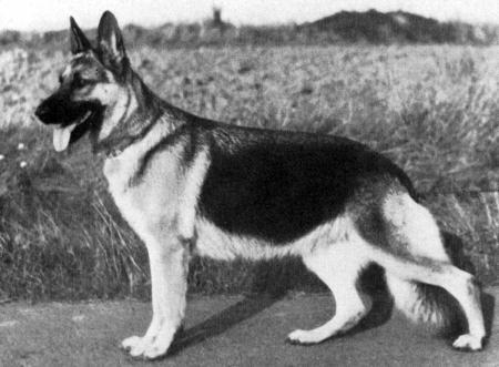 Connie vom Klosterbogen | German Shepherd Dog 