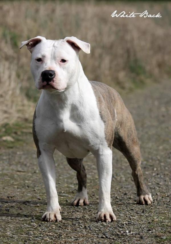 White Back Hesitation luna sentimental love ( galaxia ) | American Staffordshire Terrier 