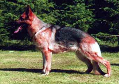 Yassa von der Noriswand | German Shepherd Dog 