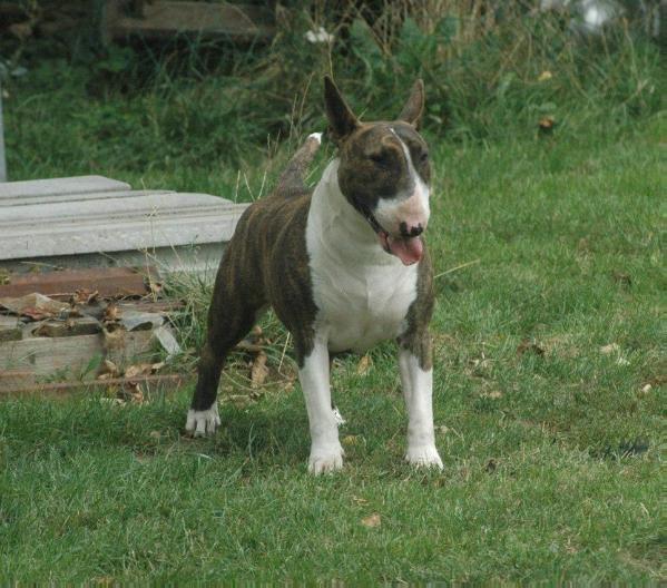 Jackamani's Guardian Angel | Bull Terrier 