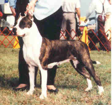 Cloverhill's Panda Bear | American Pit Bull Terrier 
