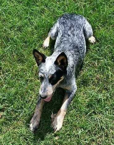 JinxxieXDusty(Jade) | Australian Cattle Dog 