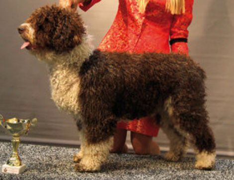 Zorrazo Narizotas | Spanish Water Dog 