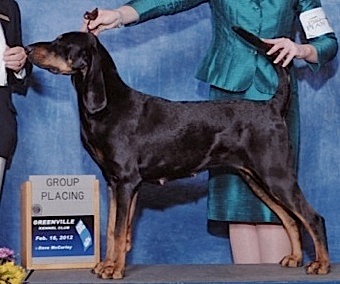 Rockytop Practical Magic | Black and Tan Coonhound 