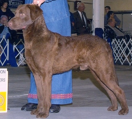 Chesabar Ashby's Decoy | Chesapeake Bay Retriever 