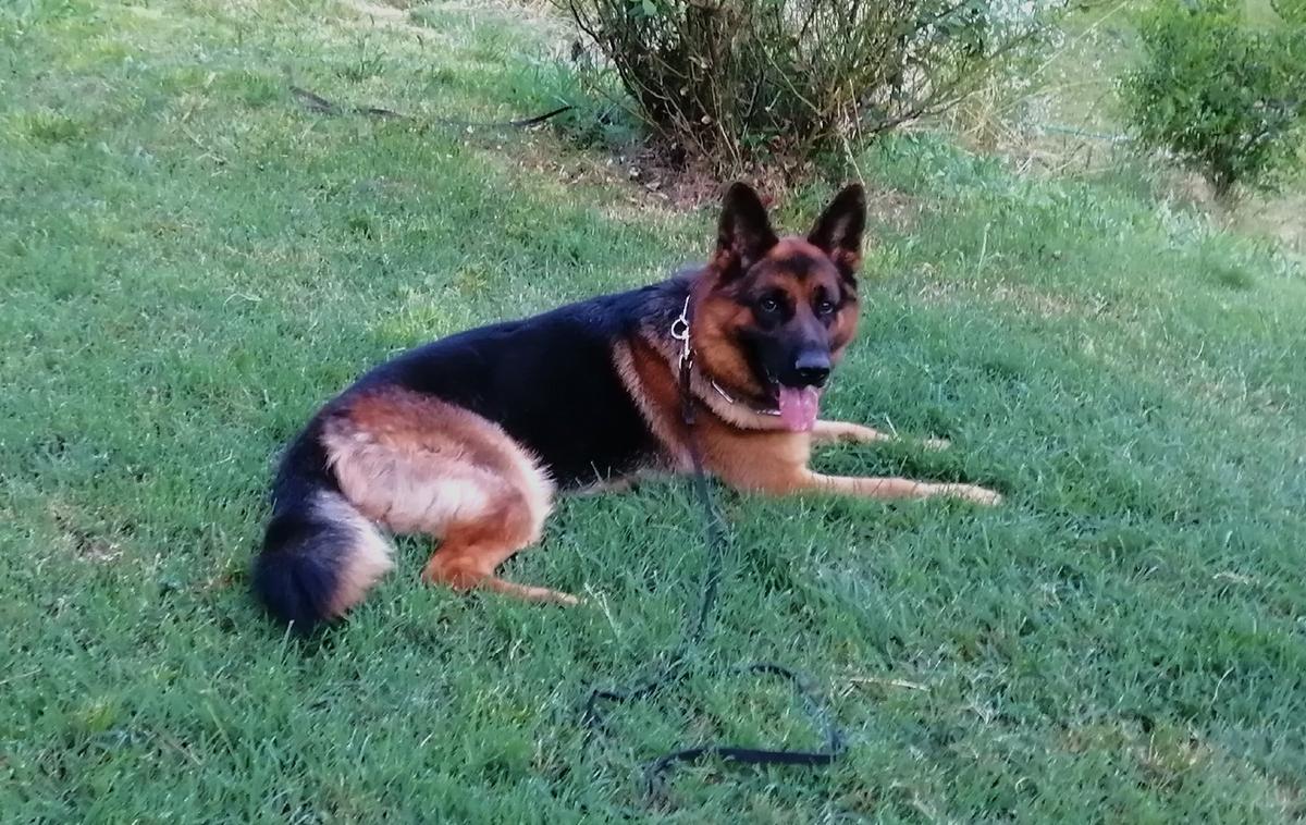 Full vom Rimebac | German Shepherd Dog 