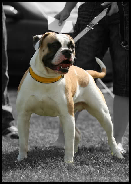 Wizzard-Bulls AJ of OSB | American Bulldog 