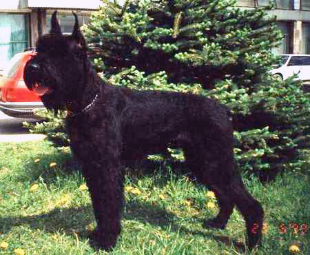 Odry | Giant Schnauzer 