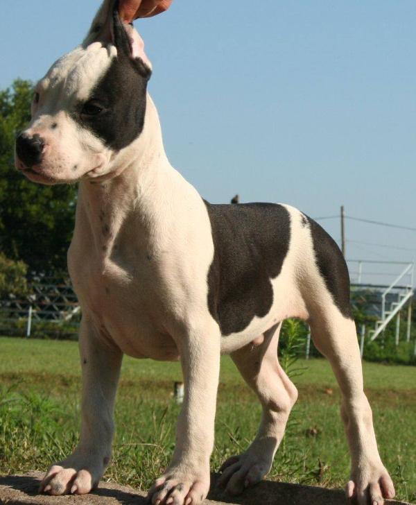 Pureclass braveheart | American Staffordshire Terrier 