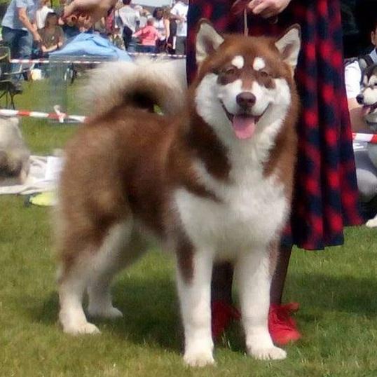 BEAUTIFUL RED STAR Dream of Aurora | Alaskan Malamute 