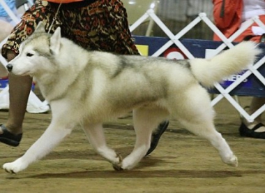 Nerod von elmi | Siberian Husky 