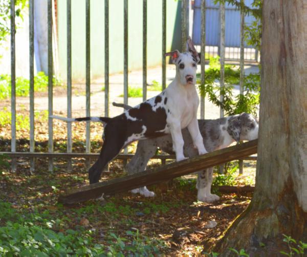 Narnia Diedra de Belle Nauvoo | Great Dane 