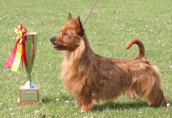 BLUEPEPPER'S FUNNY-BUNNY | Australian Terrier 