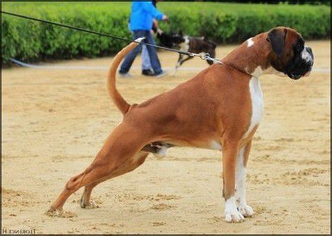 Hendrix des Jardines de Passiflore | Boxer 