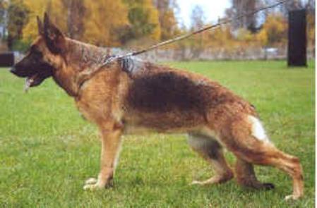 Mischaland's Vronie | German Shepherd Dog 