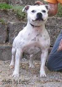 Staffguards Amy Hotstaff | Staffordshire Bull Terrier 