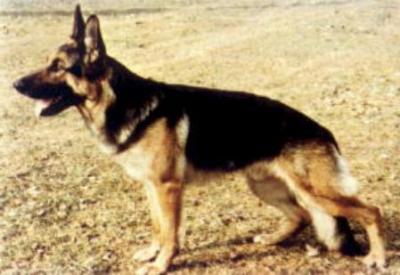 Falko von Haus Sindern | German Shepherd Dog 