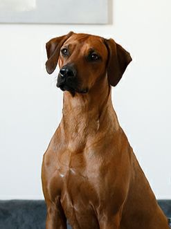 SHUJAA RAFIKI GOLDEN CANDICE WHITE | Rhodesian Ridgeback 