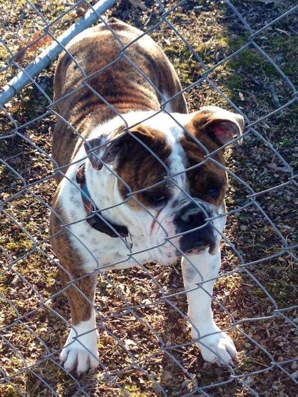 Harley Girl | Olde English Bulldogge 