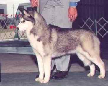 Chrisdon's Brown Eyes Blue | Siberian Husky 