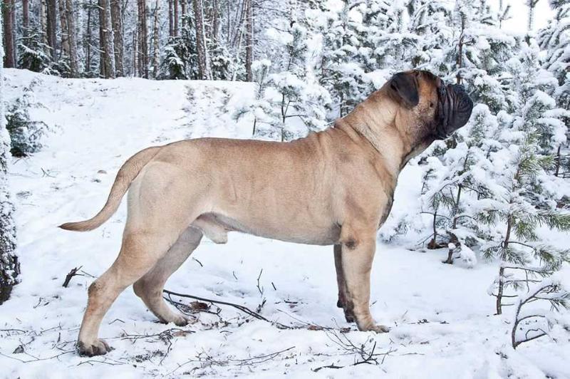 Mephisto Amber Dream | Bullmastiff 