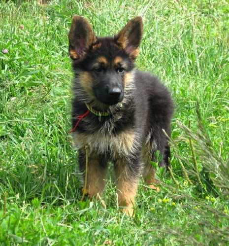 Skif iz Dijakova Gorodisha | German Shepherd Dog 