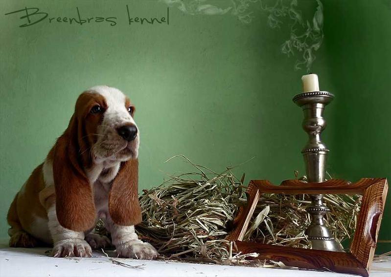 Honda Courage Breenbrass | Basset Hound 