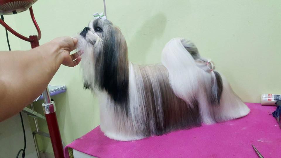 JERYCHO´S ASTOUNDING AIMEE | Shih Tzu 