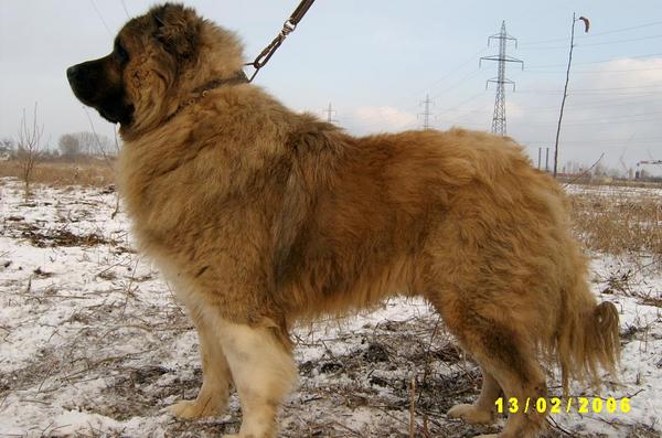 Tornado Fangs Bell | Caucasian Mountain Dog 