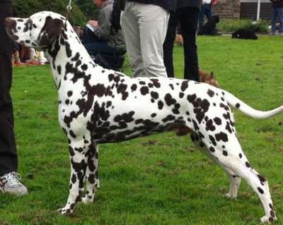 Quaterback Perfekt Time von Arabian`s Stud | Dalmatian 