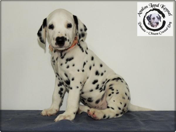 Thor of Avalon Land | Dalmatian 