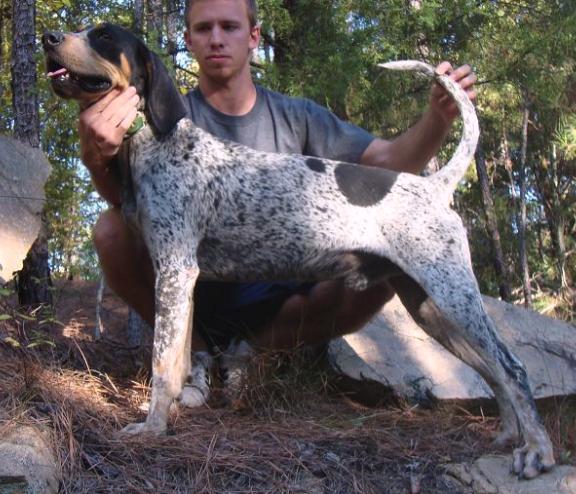 Ray's Bawlin Blue Rebel | Bluetick Coonhound 