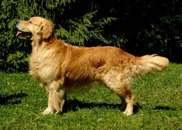 Guldfynd's Careful Casillas | Golden Retriever 