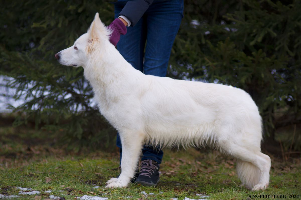 Mylene of Angelotti | White Swiss Shepherd Dog 