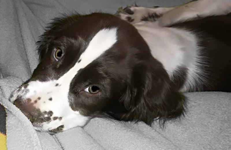 SPRINGROVE OLIVER | English Springer Spaniel 