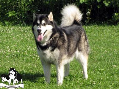 DZHENIS | Alaskan Malamute 