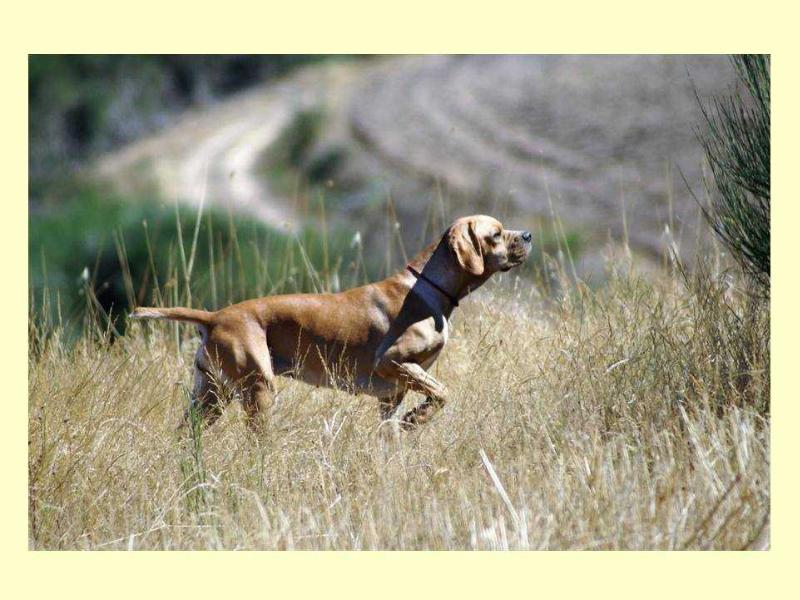 Mostarda da Porta do Olival | Portuguese Pointer 