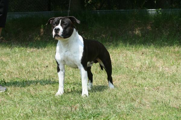 golden moonshine djay | American Staffordshire Terrier 