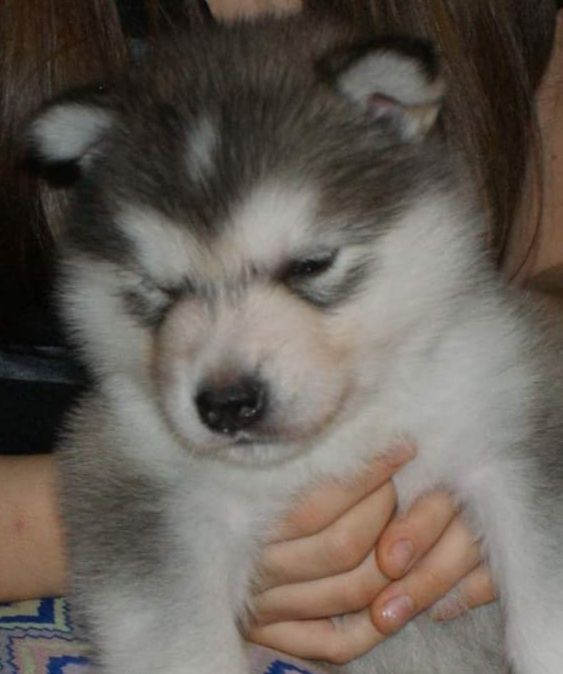 SARILA NORTHERN FAIRYTAILS Malamute Sanctuary | Alaskan Malamute 