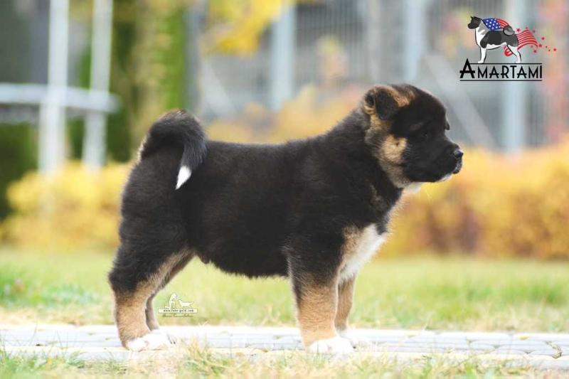 Amartami Here Is Your King | Akita 