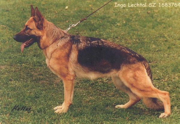 Inga vom Lechtal | German Shepherd Dog 