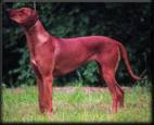 Keenya Aries Blossom of Zeus | Rhodesian Ridgeback 