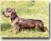 ELLIS LIS CASSIDY DART | Dachshund 