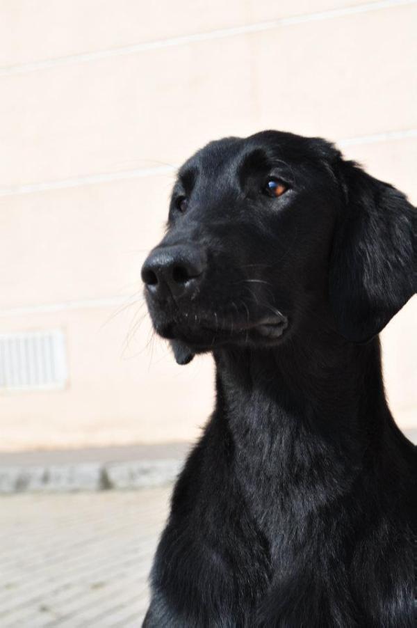 Angel's Heaven of Brown Seduction | Flat-Coated Retriever 