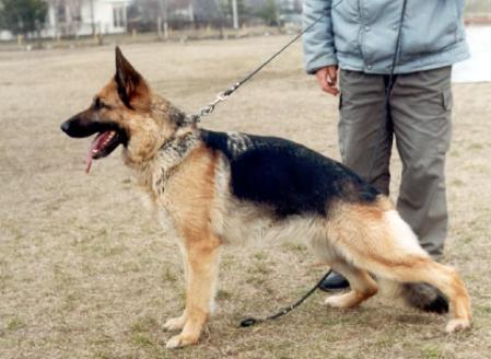 Bonie vom Haus Milesevac | German Shepherd Dog 